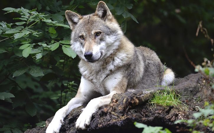 Polkowice: na terenie gminy pojawiły się wilki